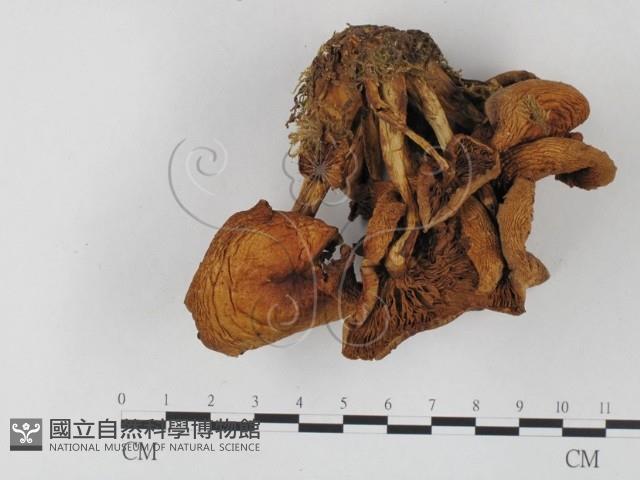 登錄號:F0025770藏品圖，第1張