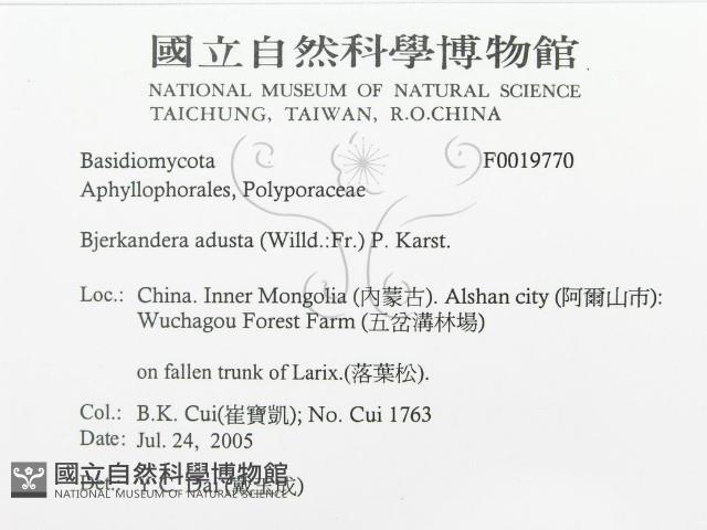 煙管菌藏品圖，第3張