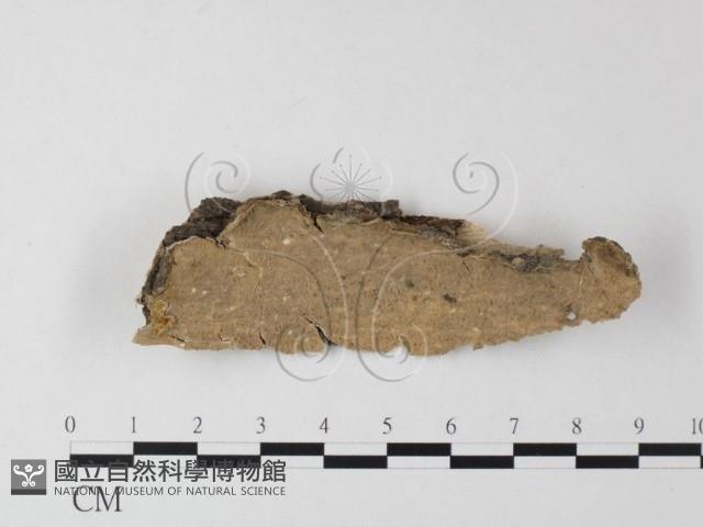 登錄號:F0023770藏品圖，第1張