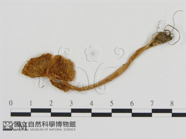 登錄號:F0003770藏品圖，第1張