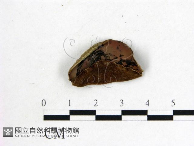 毛木耳藏品圖，第1張