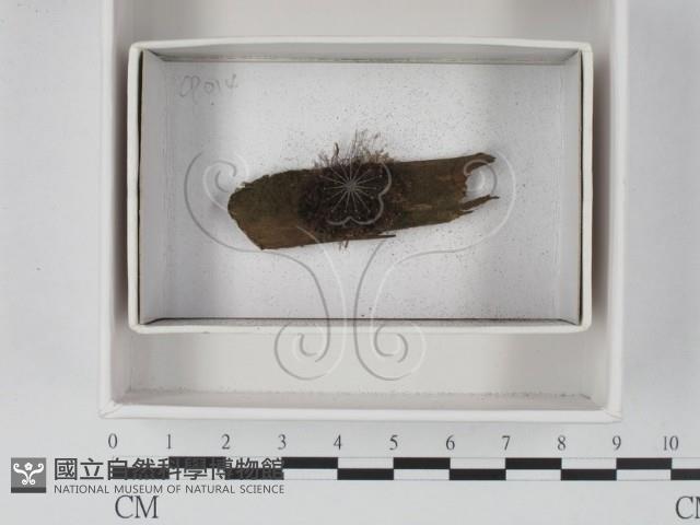 登錄號:F0020570藏品圖，第1張