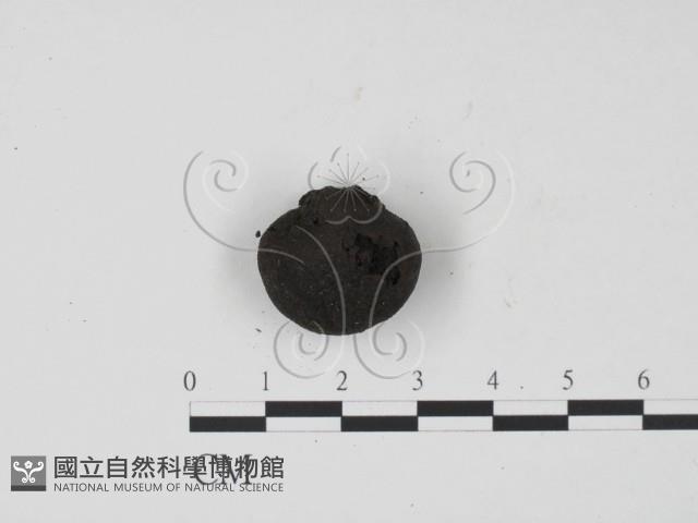 登錄號:F0000570藏品圖，第1張