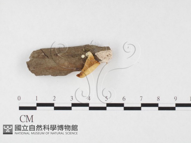 多孔菌屬藏品圖，第1張