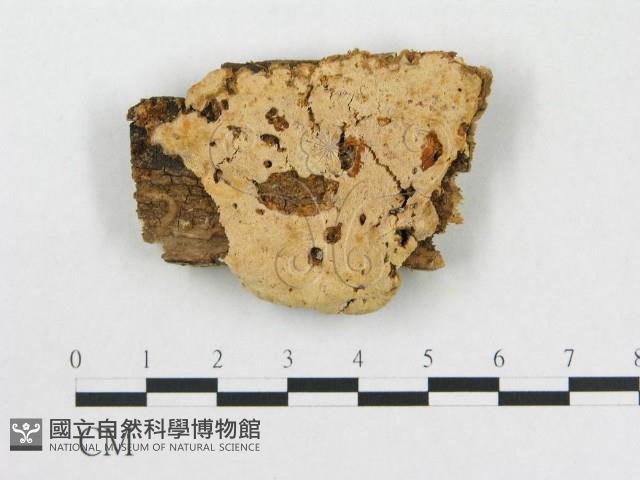 登錄號:F0006570藏品圖，第1張