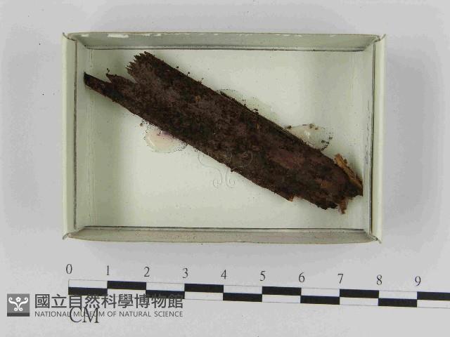 登錄號:F0021570藏品圖，第1張