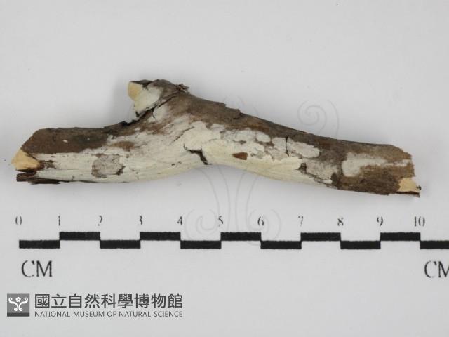 登錄號:F0031570藏品圖，第1張