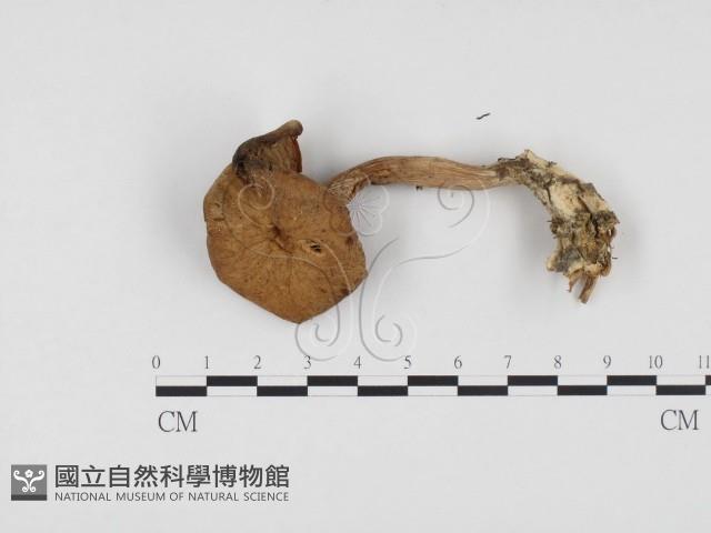 登錄號:F0024570藏品圖，第1張