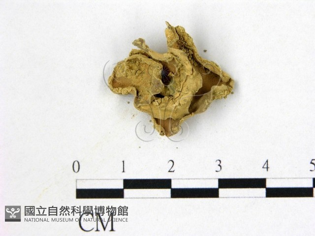 登錄號:F0004570藏品圖，第1張