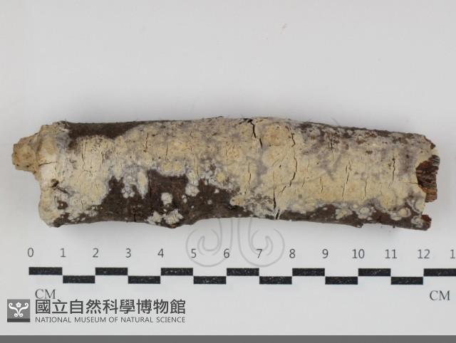 登錄號:F0034570藏品圖，第1張