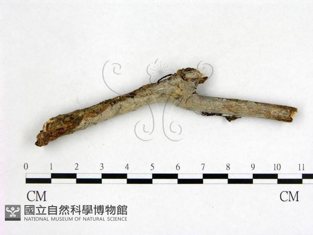 刺皮菌屬藏品圖，第1張