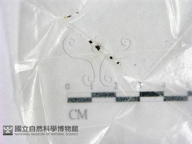 登錄號:F0002570藏品圖，第1張