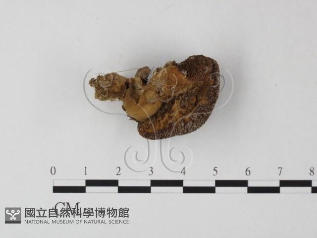 登錄號:F0012570藏品圖，第1張