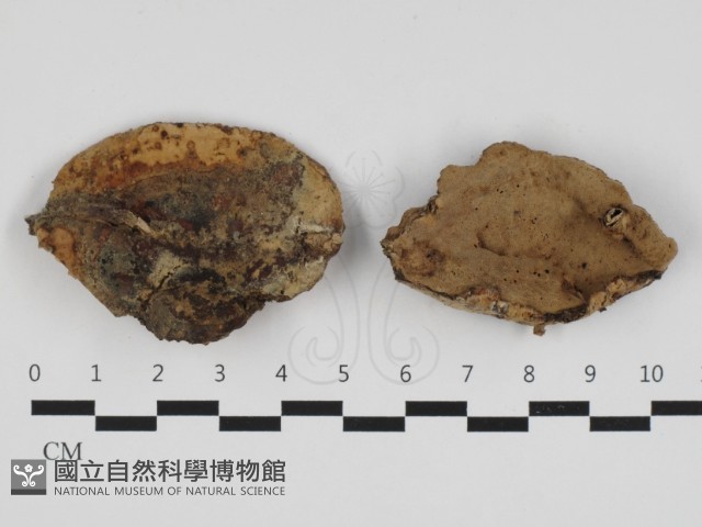 登錄號:F0032570藏品圖，第1張