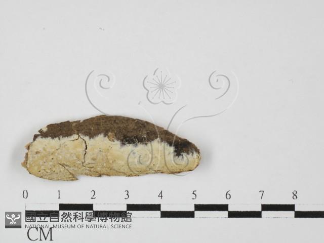 射脈菌屬藏品圖，第1張