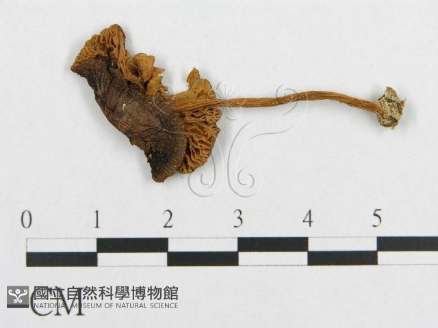 登錄號:F0007570藏品圖，第1張
