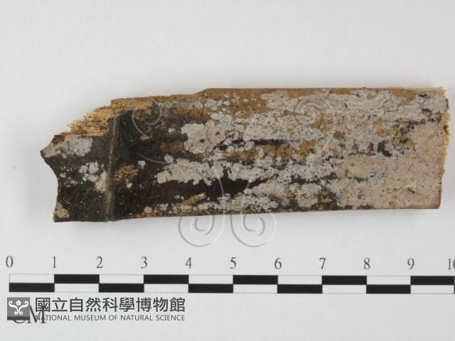 登錄號:F0025570藏品圖，第1張