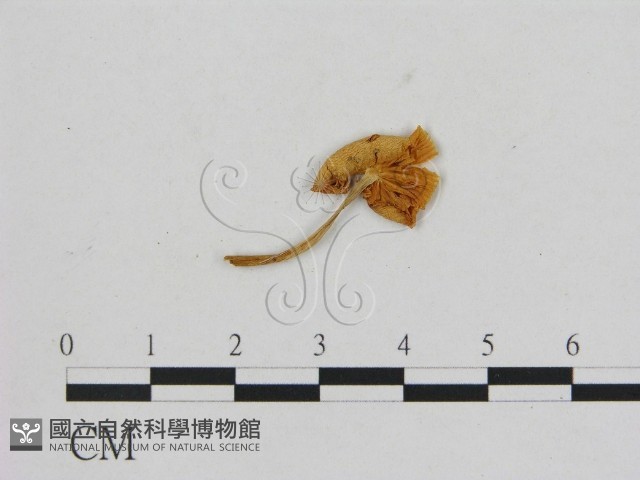 小菇屬藏品圖，第1張