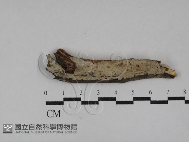 刺皮菌屬藏品圖，第1張