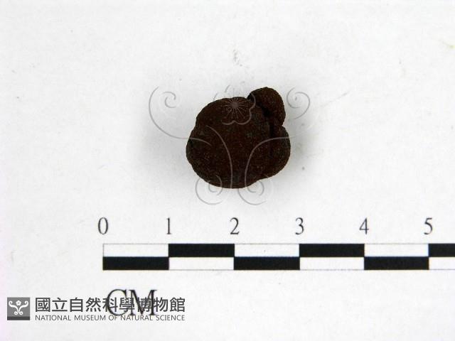 登錄號:F0019570藏品圖，第1張