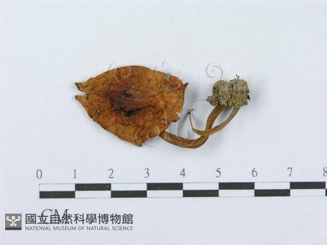 登錄號:F0003570藏品圖，第1張