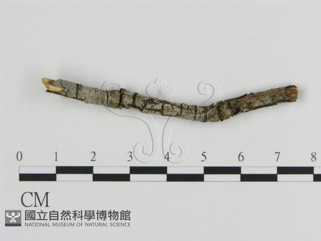 絲皮菌屬藏品圖，第1張