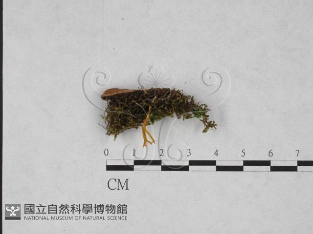 登錄號:F0028170藏品圖，第1張