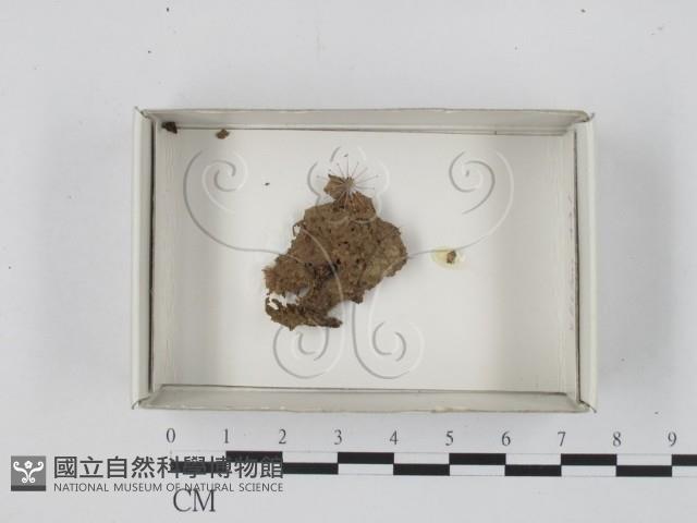 登錄號:F0018170藏品圖，第1張
