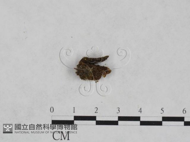 登錄號:F0020170藏品圖，第1張