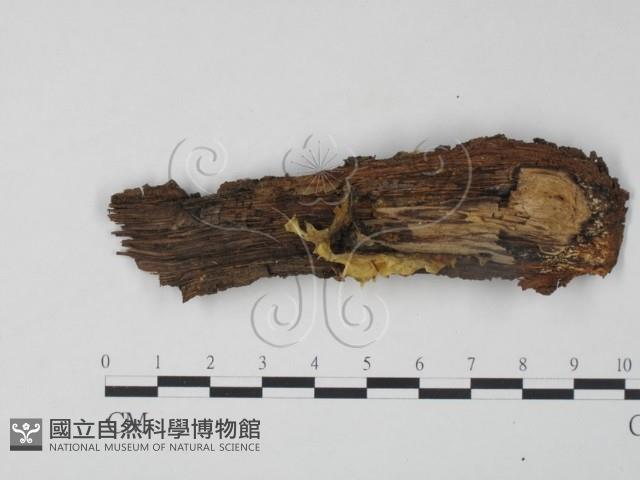 登錄號:F0000170藏品圖，第1張
