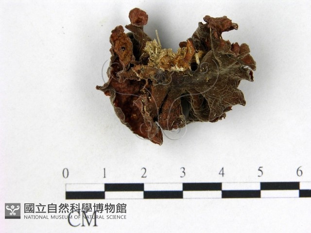 登錄號:F0010170藏品圖，第1張