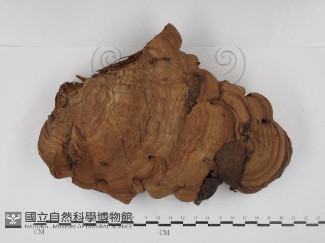 登錄號:F0030170藏品圖，第1張
