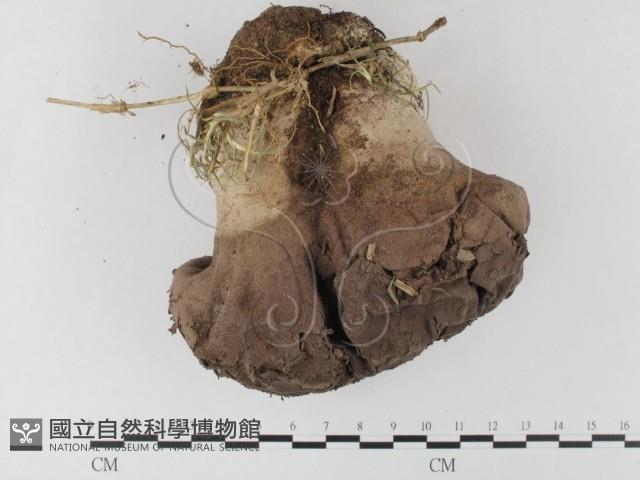 紫色禿馬勃藏品圖，第1張