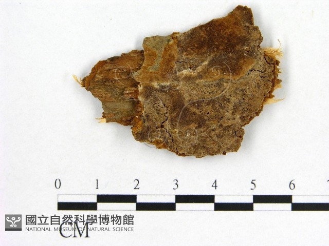 登錄號:F0006170藏品圖，第1張