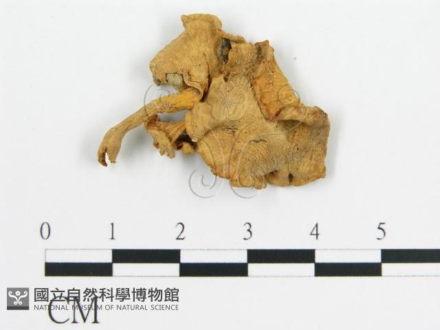 登錄號:F0011170藏品圖，第1張