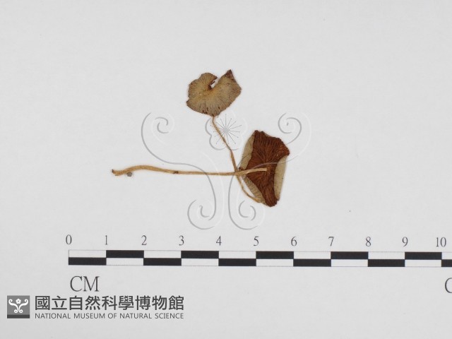 登錄號:F0024170藏品圖，第1張