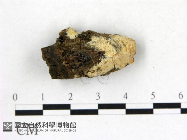 登錄號:F0004170藏品圖，第1張