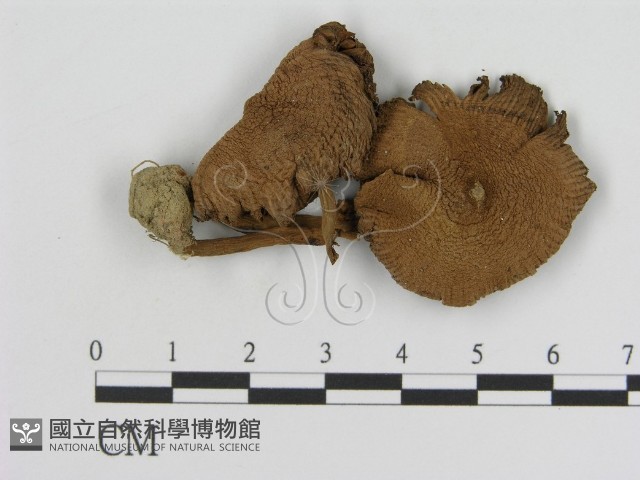 登錄號:F0014170藏品圖，第1張