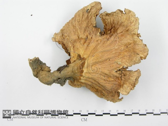 優雅波邊革菌藏品圖，第1張