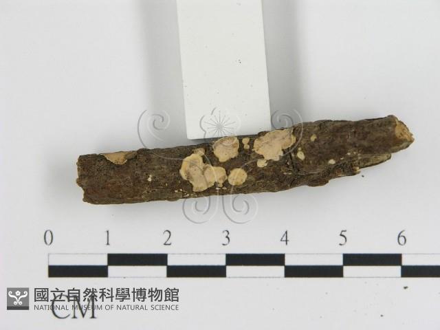 刺皮菌屬藏品圖，第1張