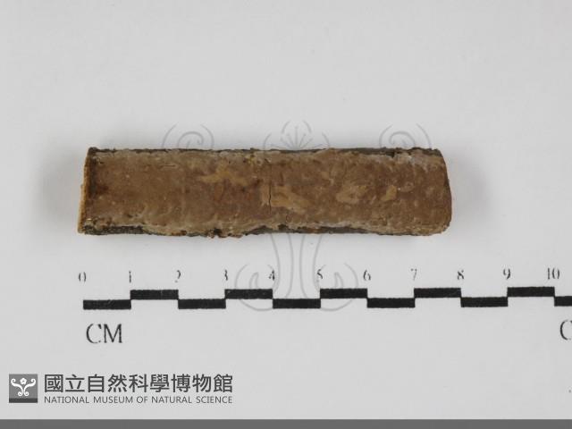 登錄號:F0032170藏品圖，第1張