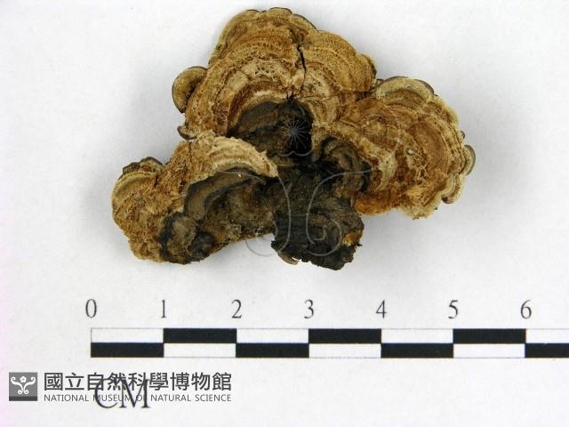 登錄號:F0007170藏品圖，第1張
