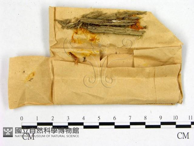 花耳屬藏品圖，第1張
