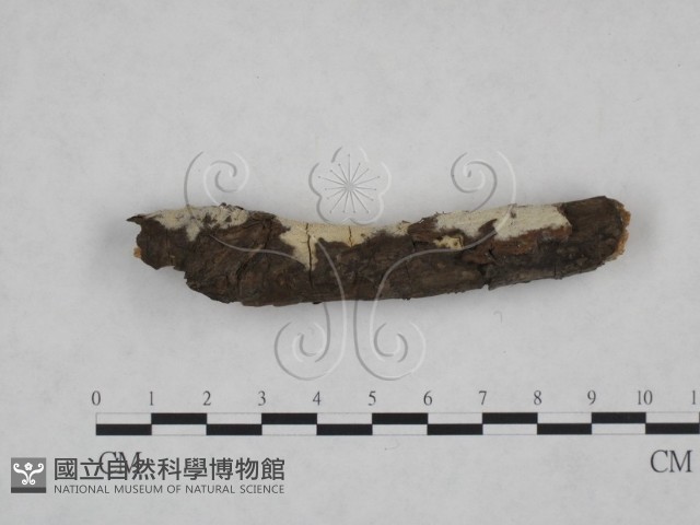 登錄號:F0025170藏品圖，第1張