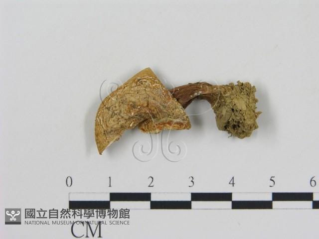 登錄號:F0005170藏品圖，第1張