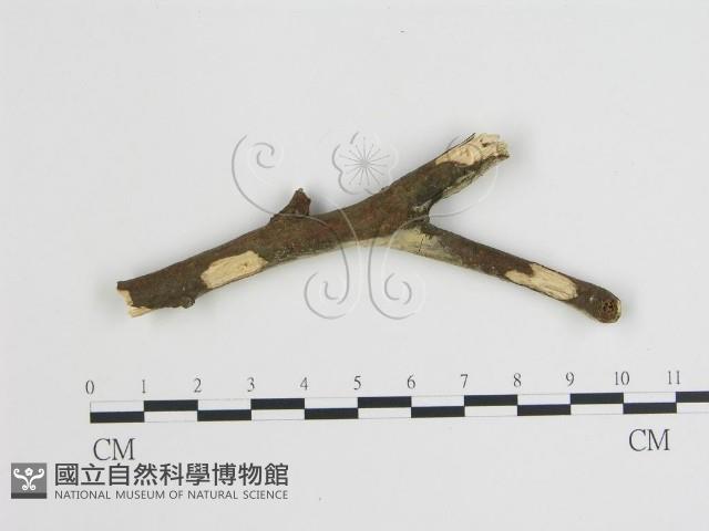 登錄號:F0015170藏品圖，第1張