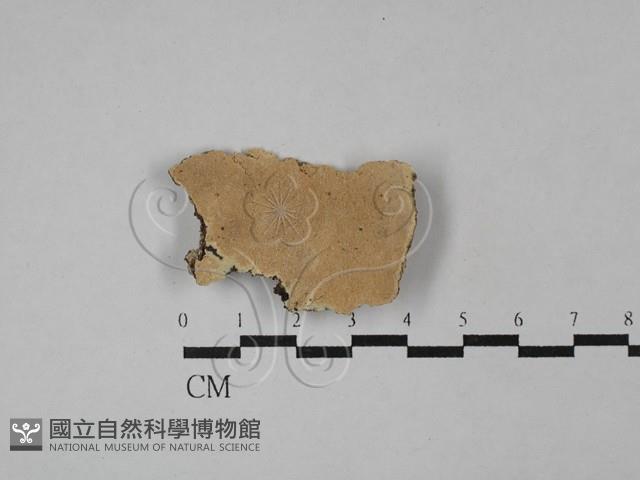 登錄號:F0029170藏品圖，第1張