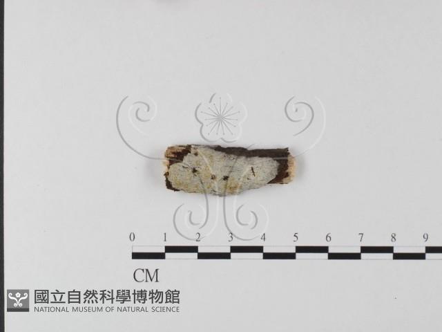 登錄號:F0009170藏品圖，第1張