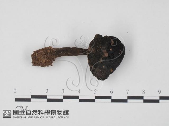 松塔牛肝菌屬藏品圖，第1張