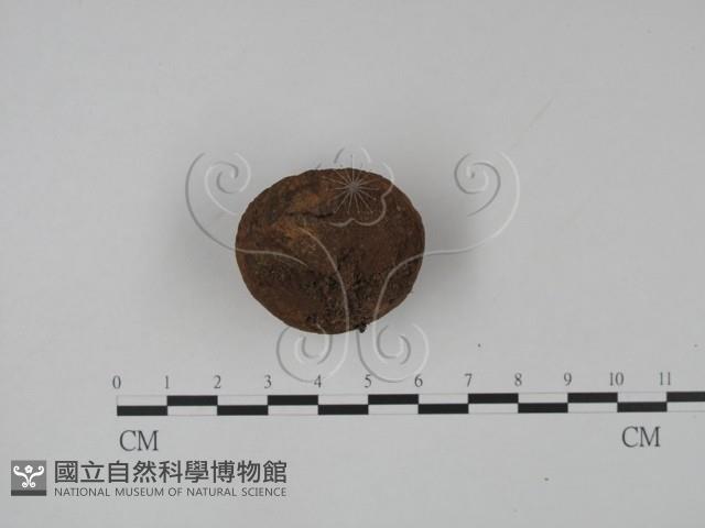 登錄號:F0023170藏品圖，第1張